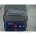 Frozen Gutted Tailed Pacific Mackerel HGT For Canned